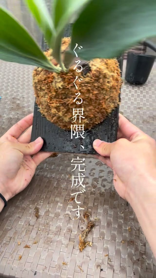 Post 6 by 見元園芸 直営店トミーの庭 on Instagram (video)
