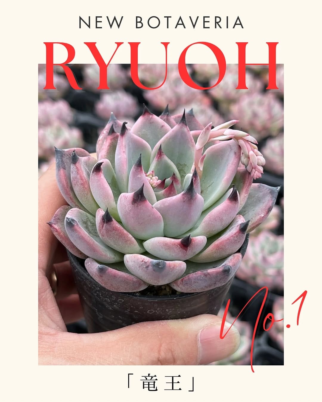 Post 10 by 見元園芸 直営店トミーの庭 on Instagram (carousel)