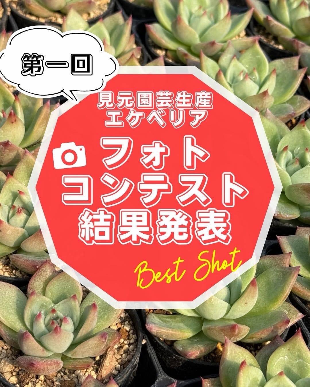 Post 3 by 見元園芸 直営店トミーの庭 on Instagram (carousel)