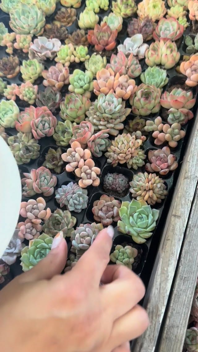 Post 3 by cottage garden on Instagram (video)