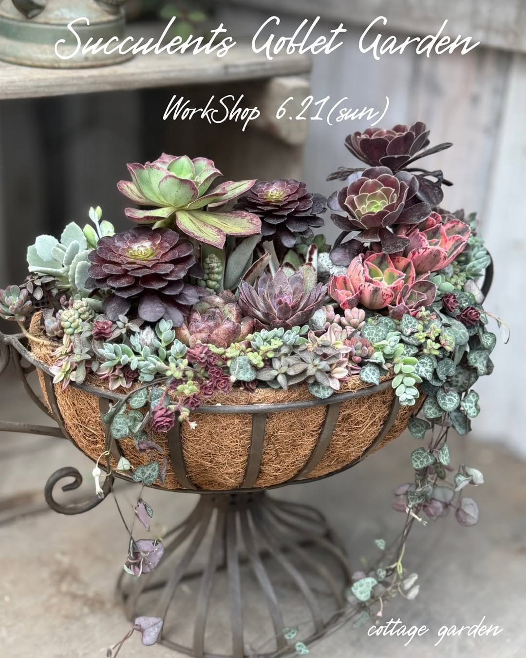 Post 8 by cottage garden on Instagram (image)
