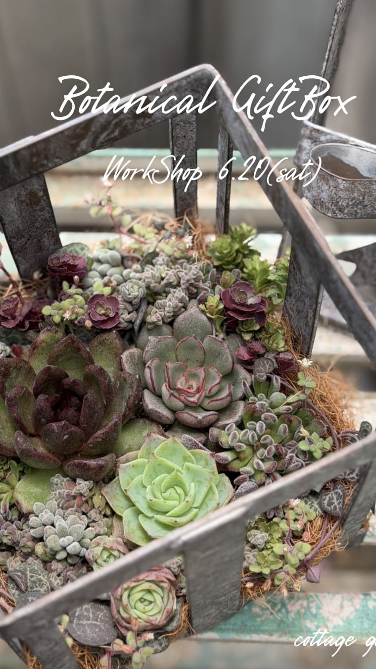 Post 9 by cottage garden on Instagram (video)