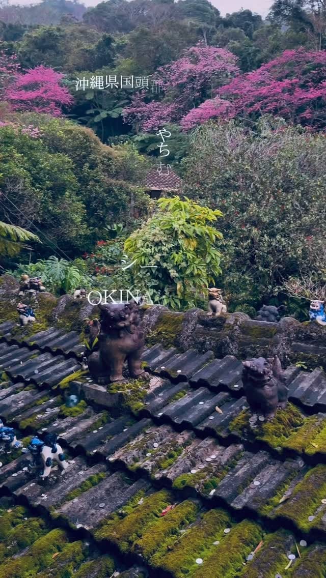 Post 8 by やちむん喫茶シーサー園 on Instagram (video)