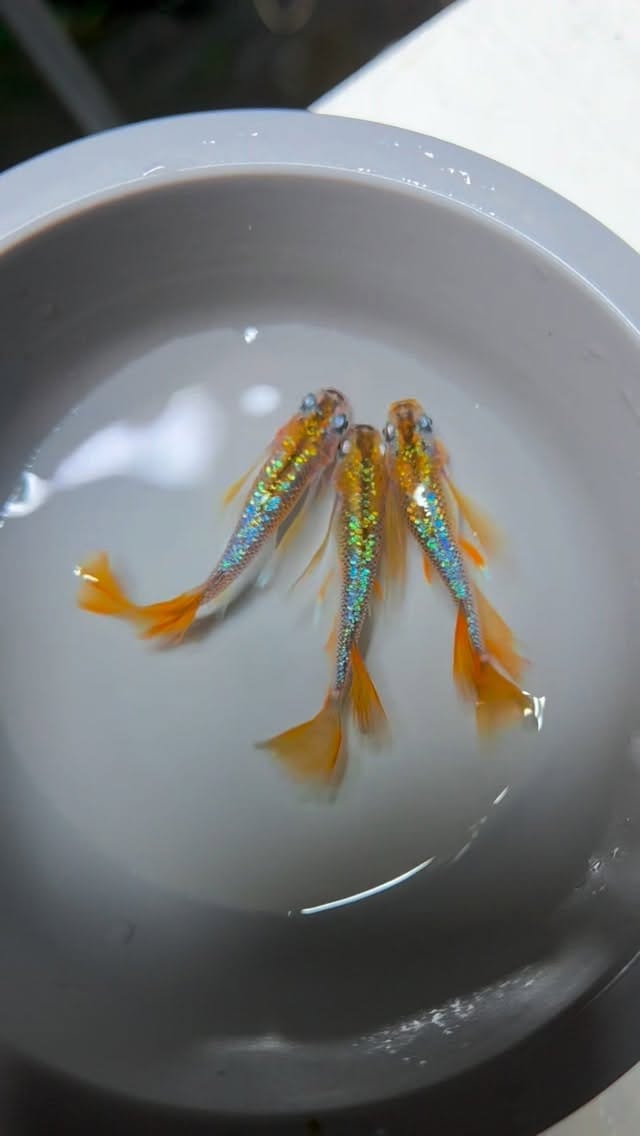 Post 8 by 木もれ陽めだか | 愛知の頼れるメダカ屋 on Instagram (video)