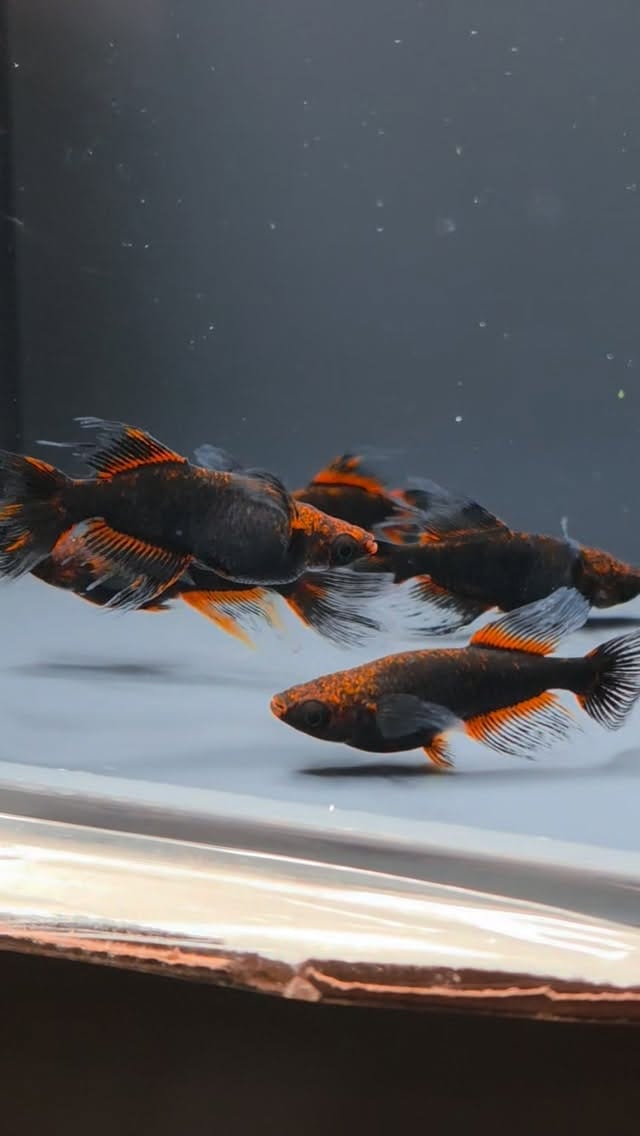 Post 7 by 木もれ陽めだか | 愛知の頼れるメダカ屋 on Instagram (video)