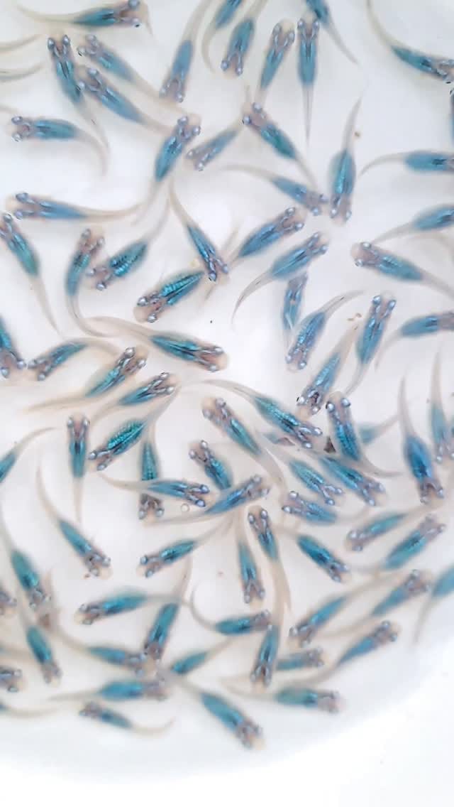 Post 4 by 木もれ陽めだか | 愛知の頼れるメダカ屋 on Instagram (video)