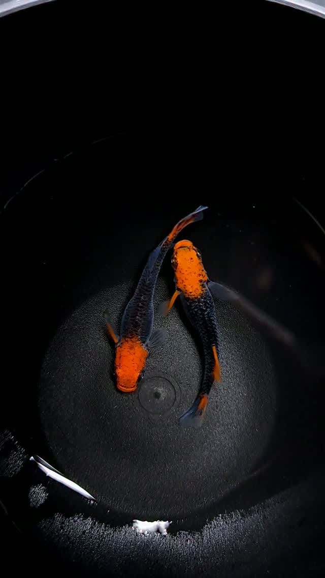 Post 2 by 木もれ陽めだか | 愛知の頼れるメダカ屋 on Instagram (video)