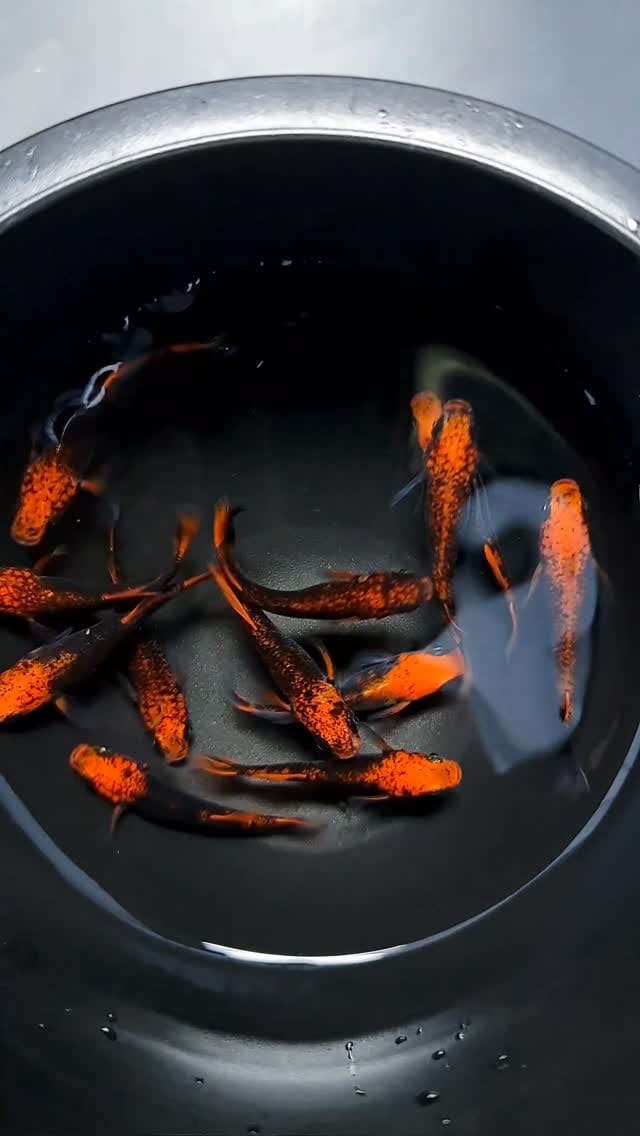 Post 3 by 木もれ陽めだか | 愛知の頼れるメダカ屋 on Instagram (video)