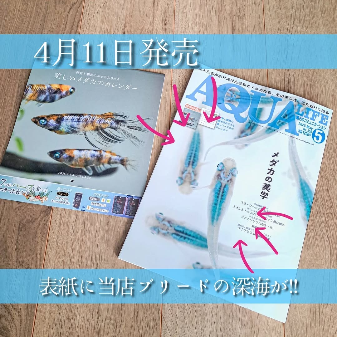 Post 10 by 木もれ陽めだか | 愛知の頼れるメダカ屋 on Instagram (image)
