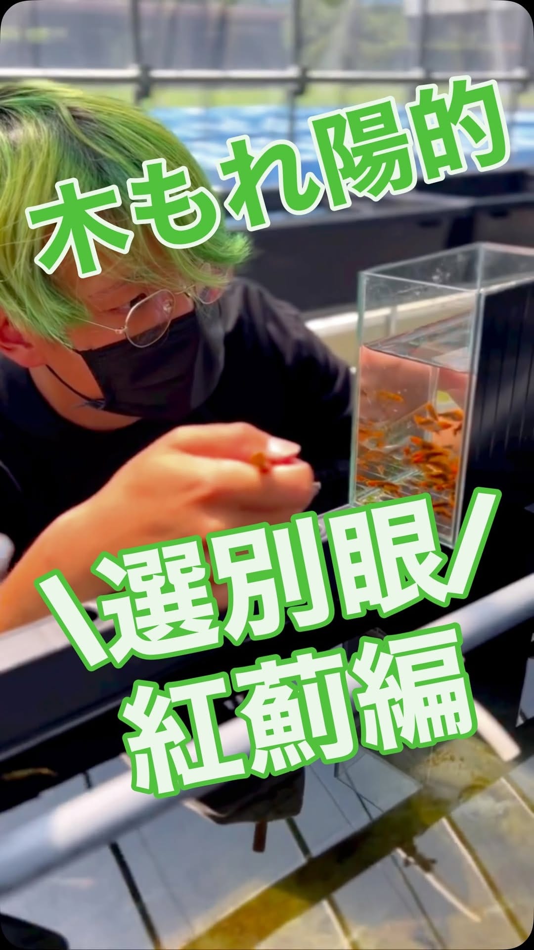 Post 6 by 木もれ陽めだか | 愛知の頼れるメダカ屋 on Instagram (video)