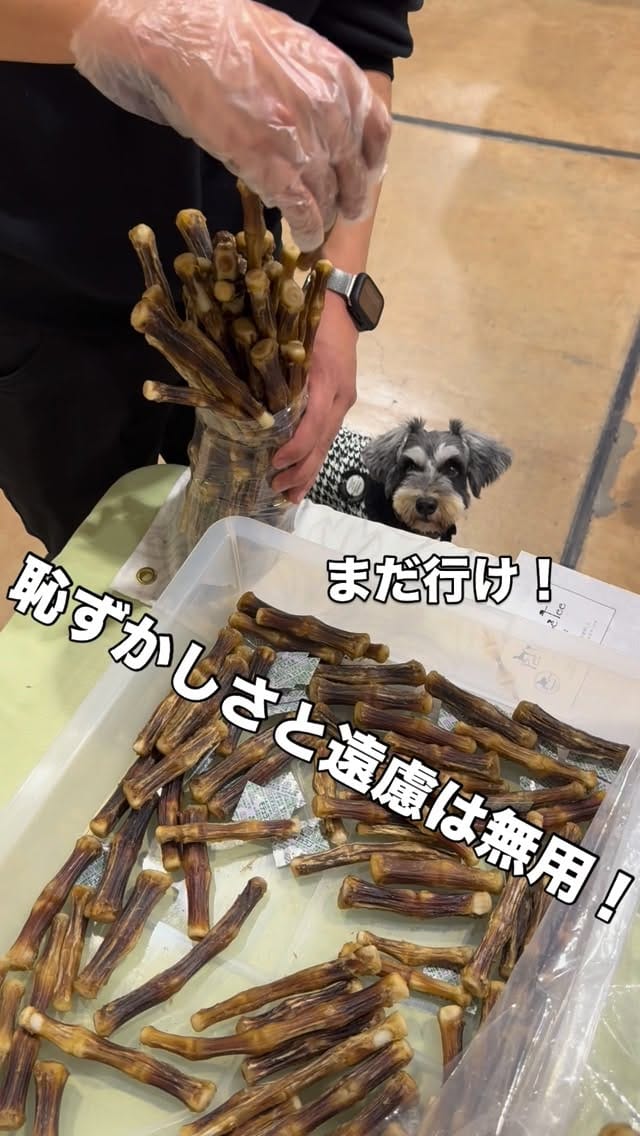 Post 9 by Pet House Tee on Instagram (video)