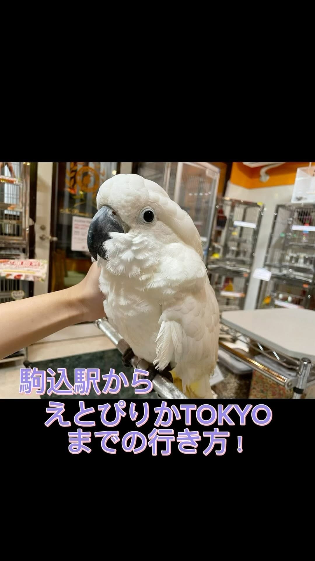 Post 10 by えとぴりかTOKYO on Instagram (video)