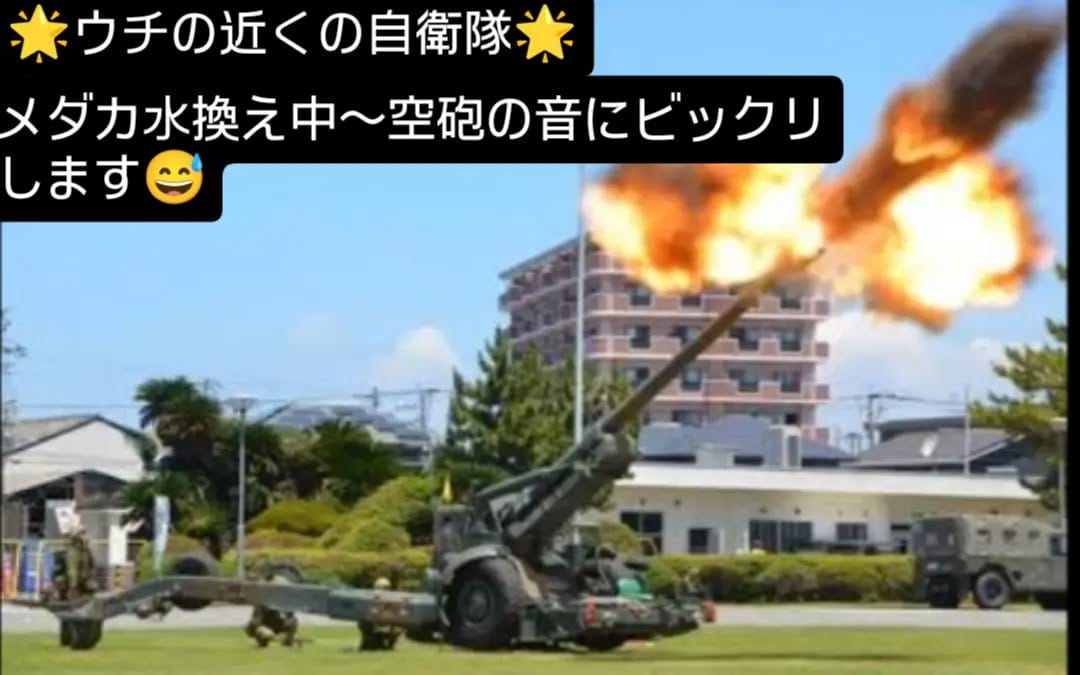 Post 3 by はるいろめだか on Instagram (image)