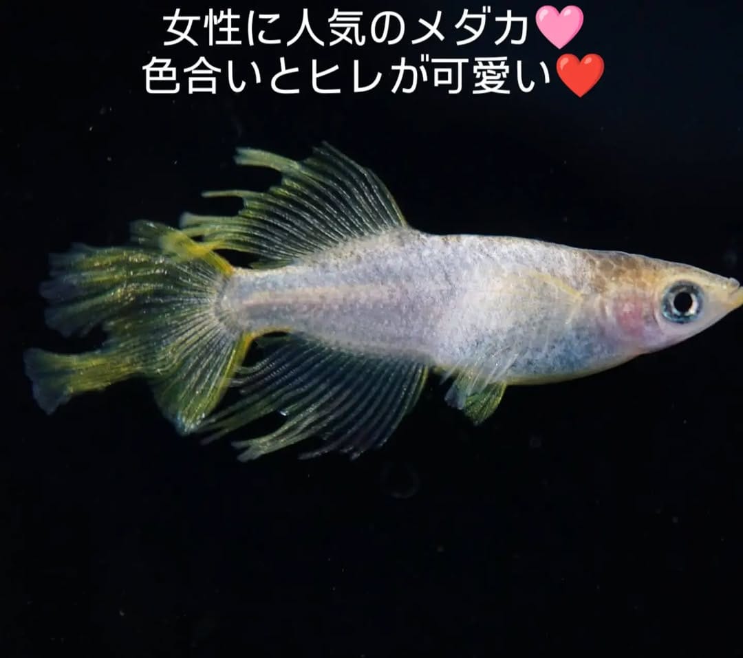 Post 5 by はるいろめだか on Instagram (image)