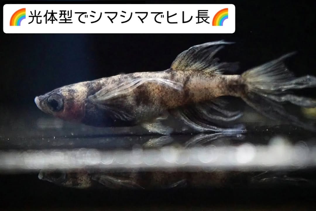 Post 6 by はるいろめだか on Instagram (image)