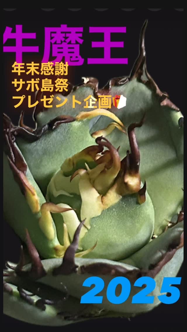 Post 7 by サボ 島屋 on Instagram (video)