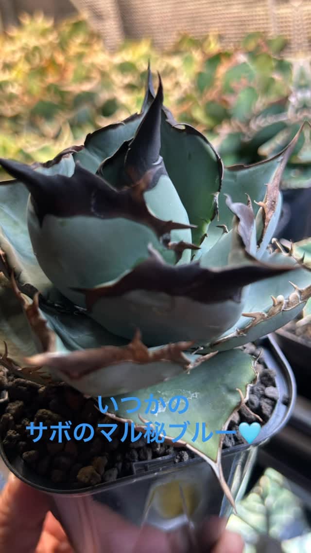 Post 4 by サボ 島屋 on Instagram (video)