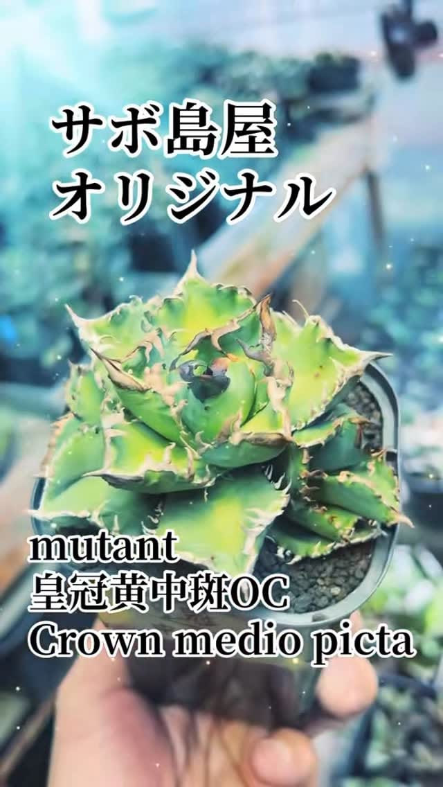 Post 6 by サボ 島屋 on Instagram (video)