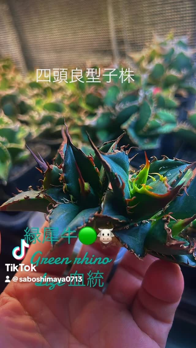 Post 1 by サボ 島屋 on Instagram (video)