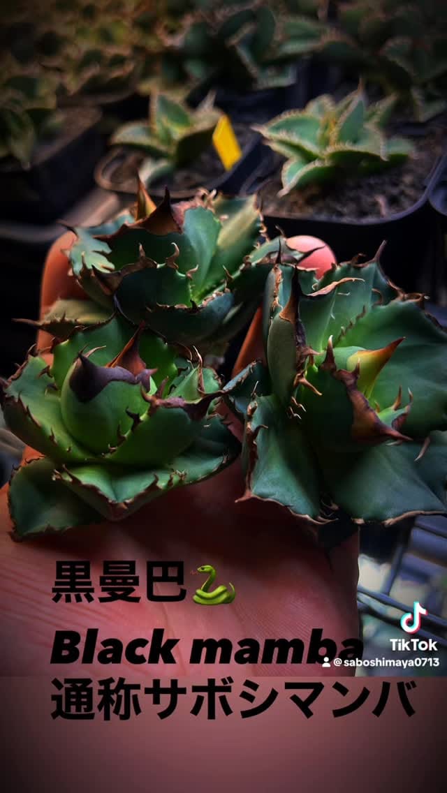 Post 2 by サボ 島屋 on Instagram (video)