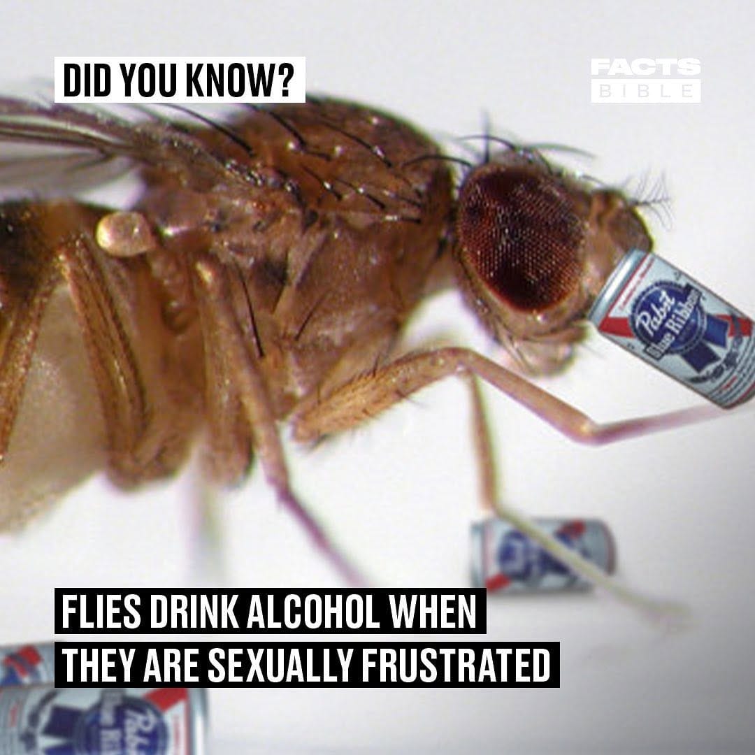 Post 5 by @factsbible on Instagram (image)
