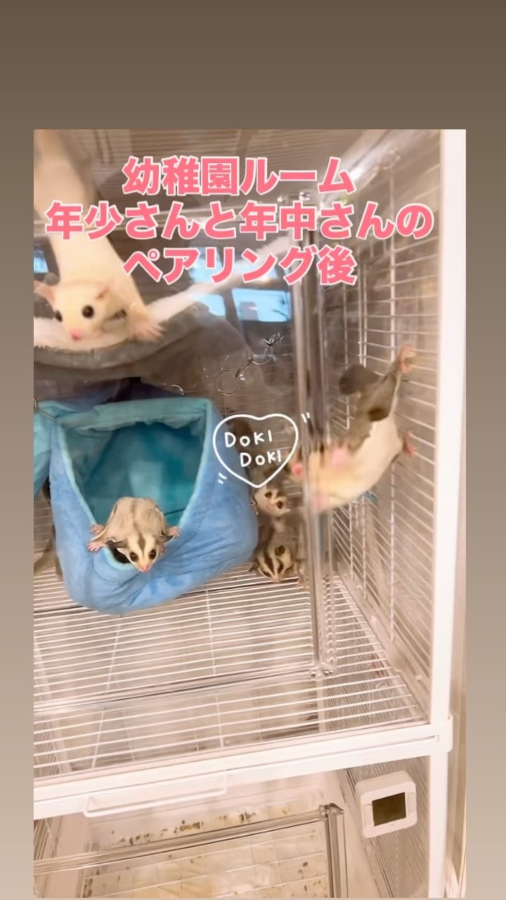 Post 3 by シュガシュガグライダー on Instagram (video)