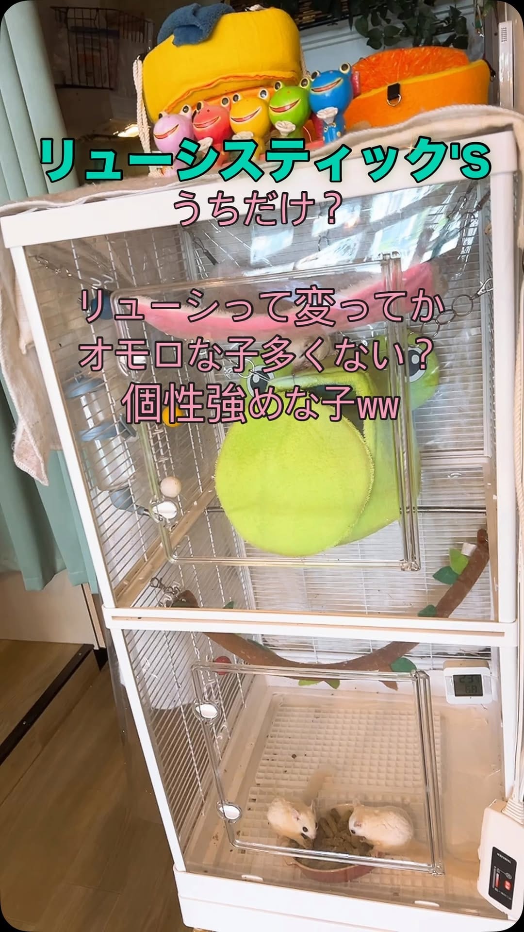 Post 5 by シュガシュガグライダー on Instagram (video)