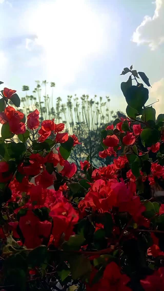 Post 8 by Hermandad Escuela de Cristo on Instagram (video)
