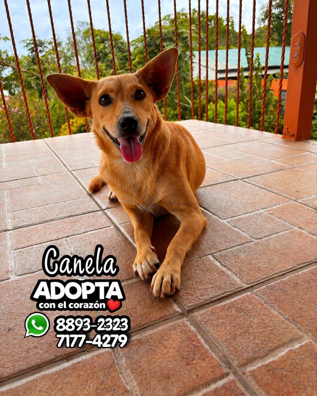 Post 3 by Fundación Tierra de Animales on Instagram (image)