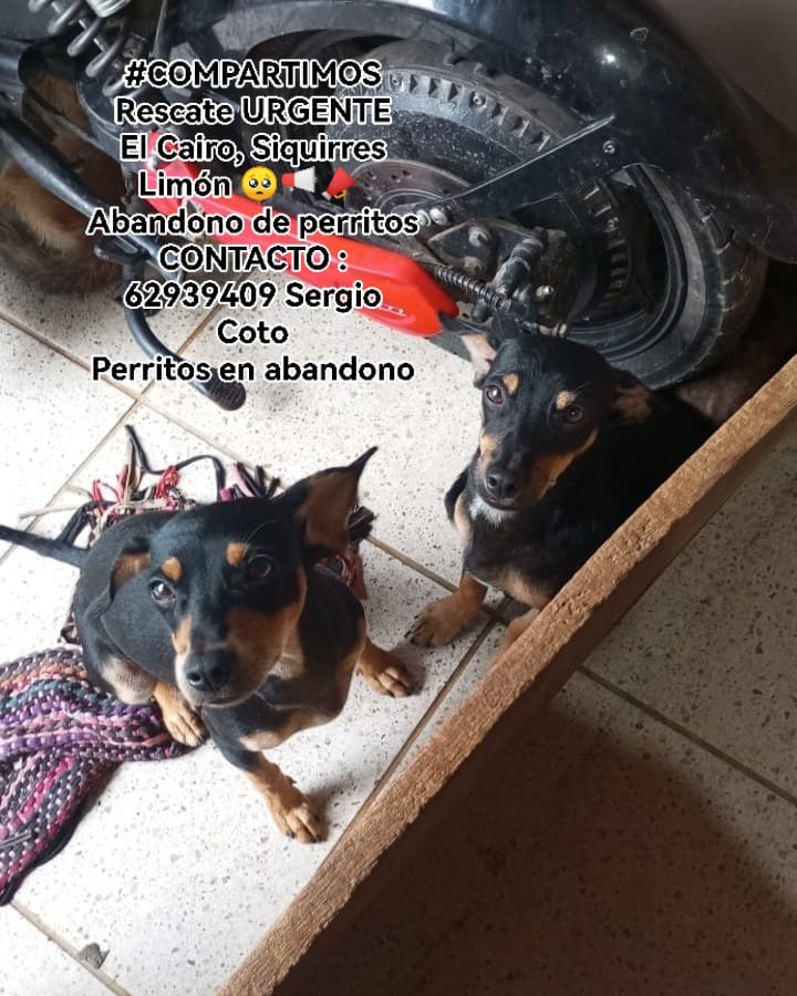 Post 5 by Fundación Tierra de Animales on Instagram (carousel)