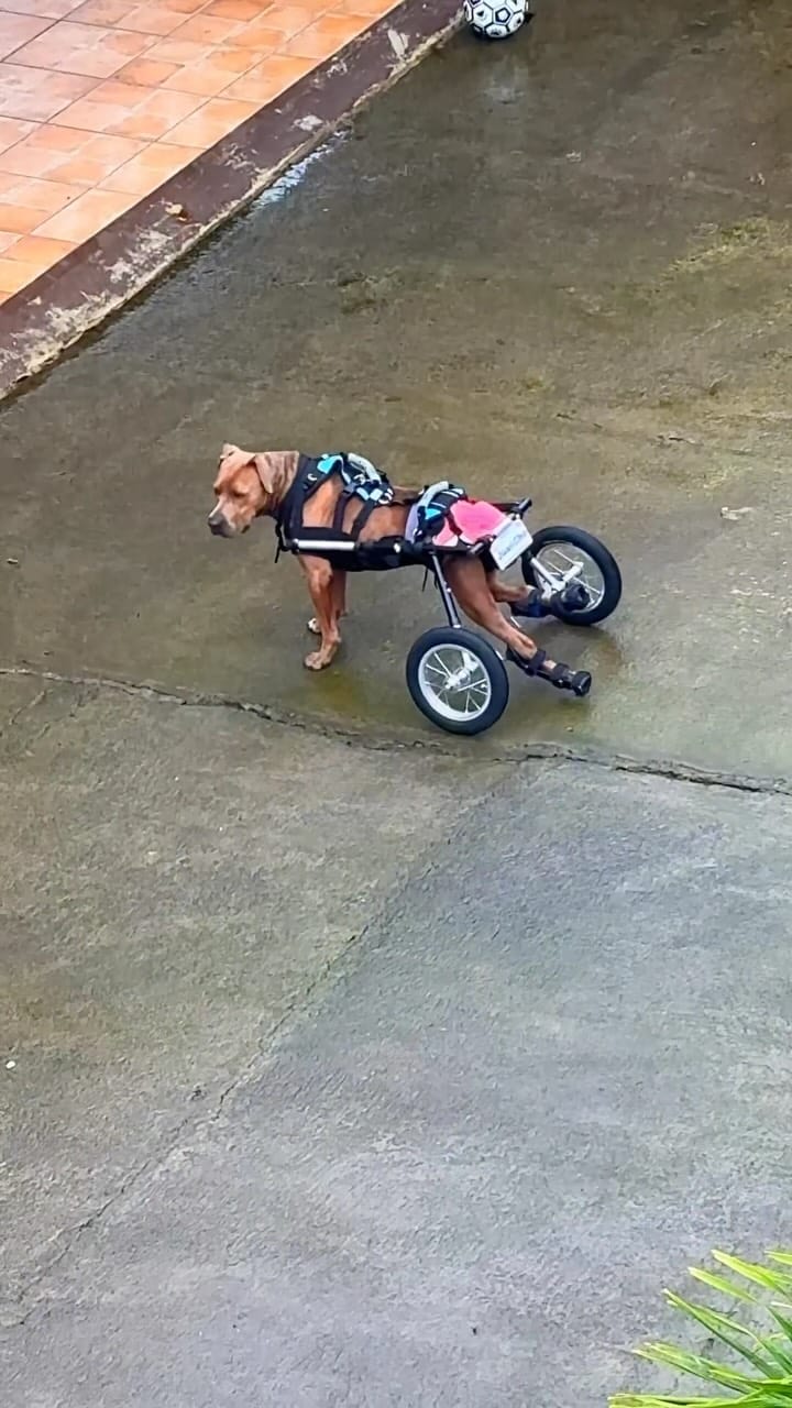Post 8 by Fundación Tierra de Animales on Instagram (video)