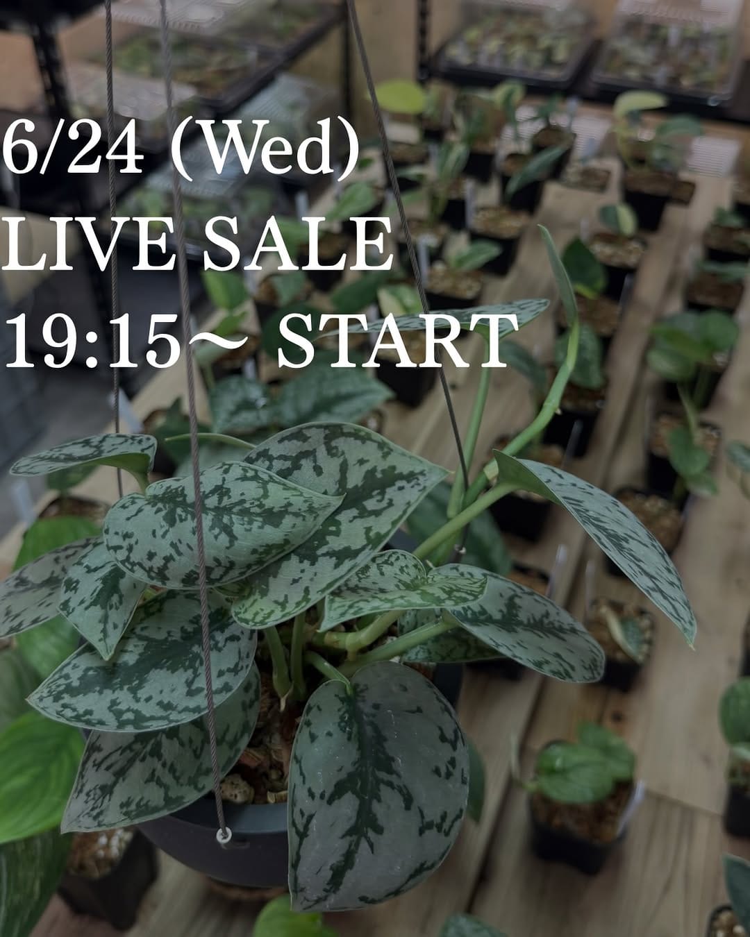 Post 4 by Nakayama Plants-スキンダプサス専門店 on Instagram (image)