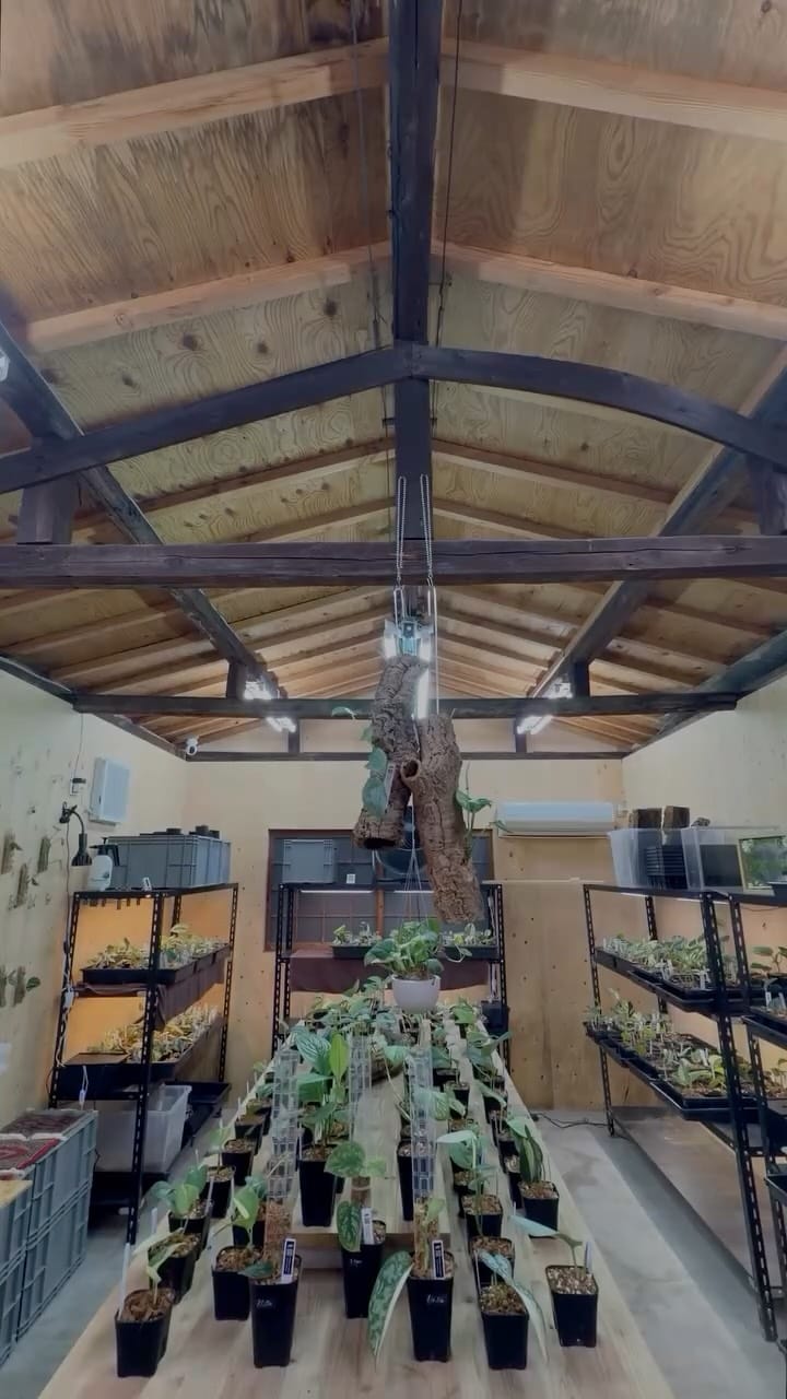 Post 8 by Nakayama Plants-スキンダプサス専門店 on Instagram (video)
