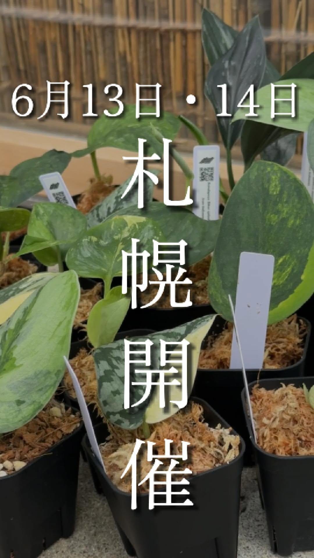 Post 7 by Nakayama Plants-スキンダプサス専門店 on Instagram (video)