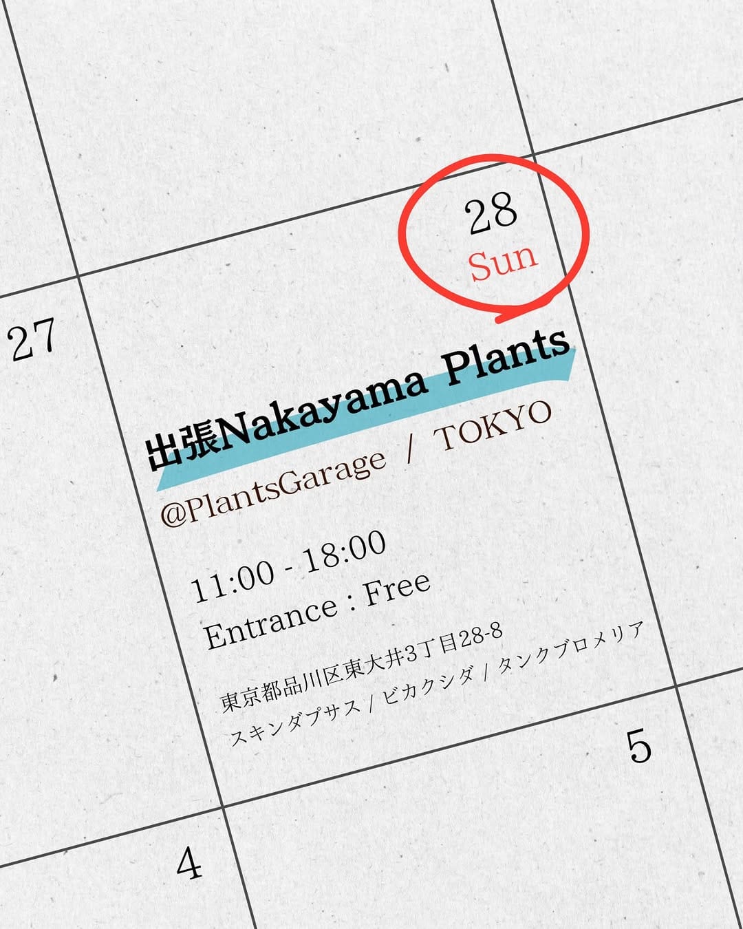 Post 6 by Nakayama Plants-スキンダプサス専門店 on Instagram (image)