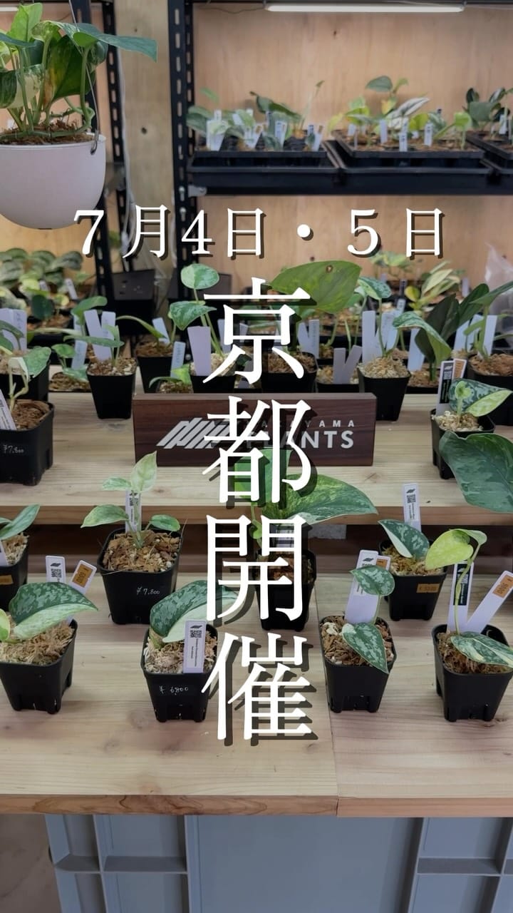 Post 1 by Nakayama Plants-スキンダプサス専門店 on Instagram (video)