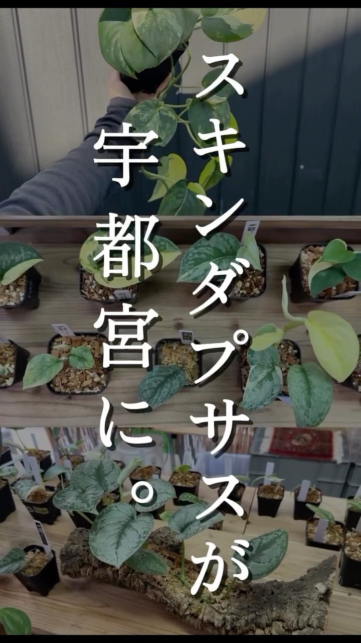 Post 10 by Nakayama Plants-スキンダプサス専門店 on Instagram (video)