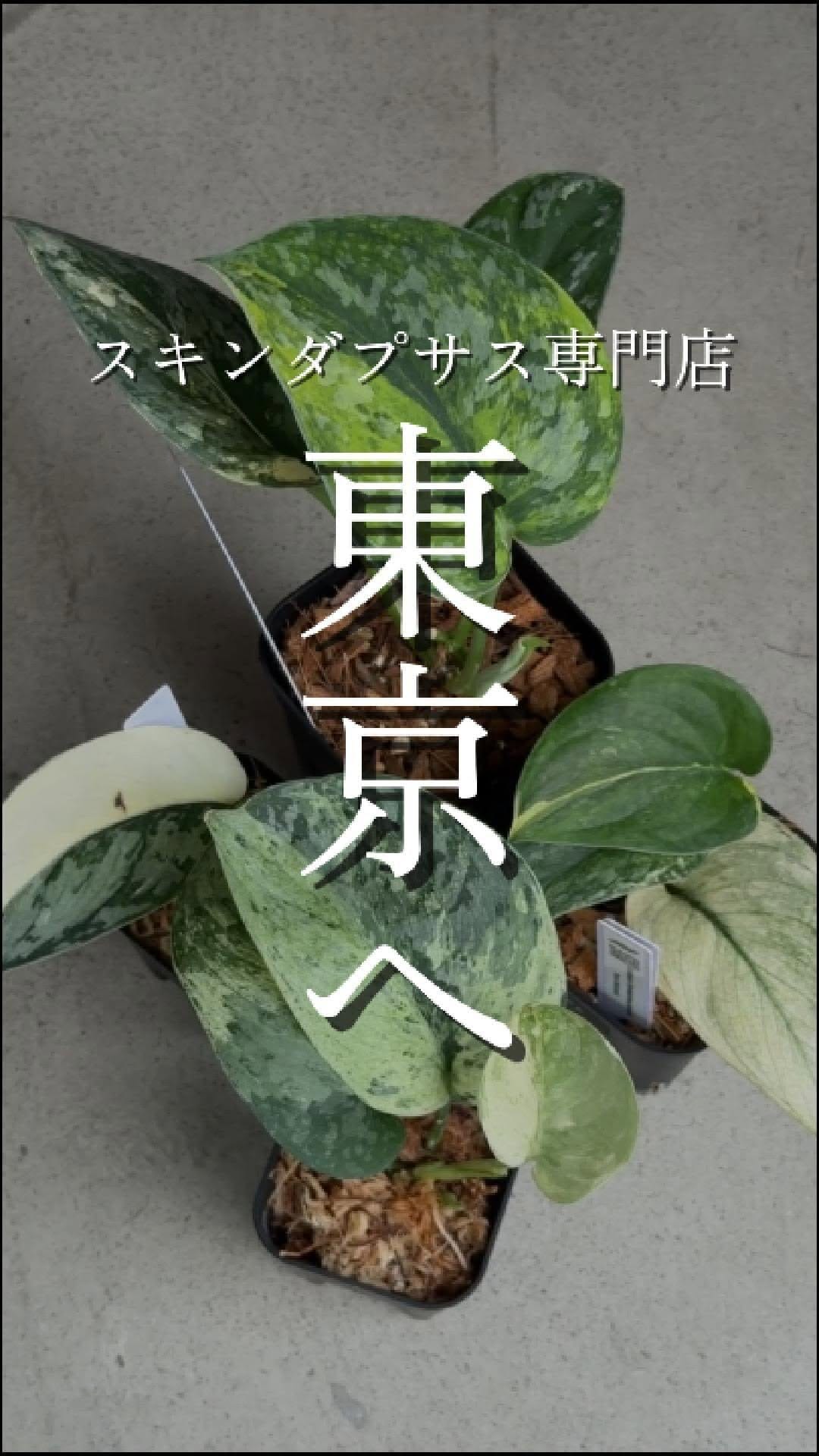 Post 5 by Nakayama Plants-スキンダプサス専門店 on Instagram (video)