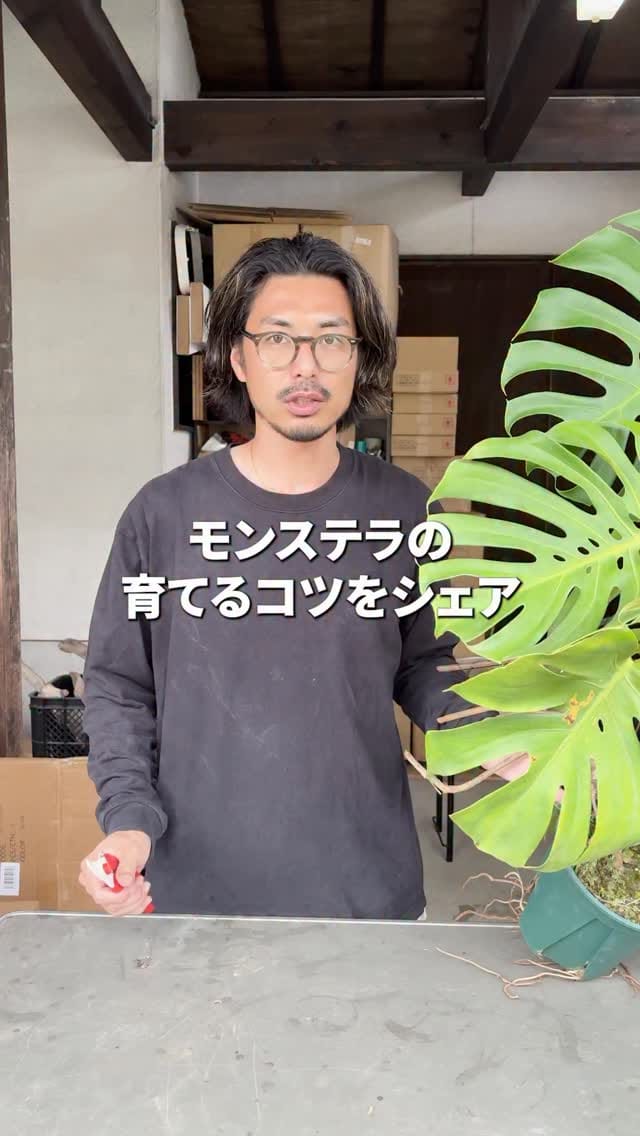 Post 3 by 観葉植物/枝物/ガーデン　whenua(フェヌア) on Instagram (video)