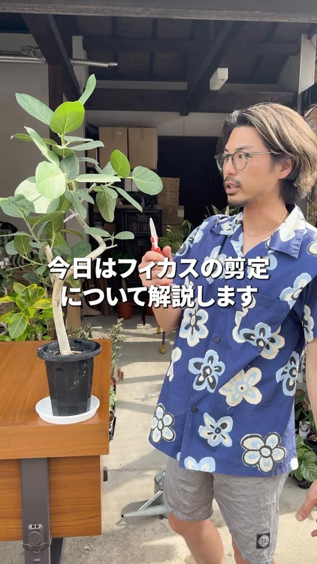 Post 4 by 観葉植物/枝物/ガーデン　whenua(フェヌア) on Instagram (video)