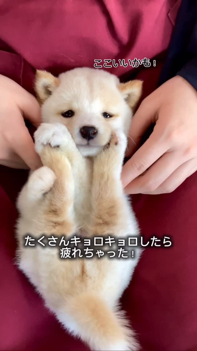 Post 9 by 豆柴専門店Ouaf Ouaf Club（ワフワフクラブ） on Instagram (video)