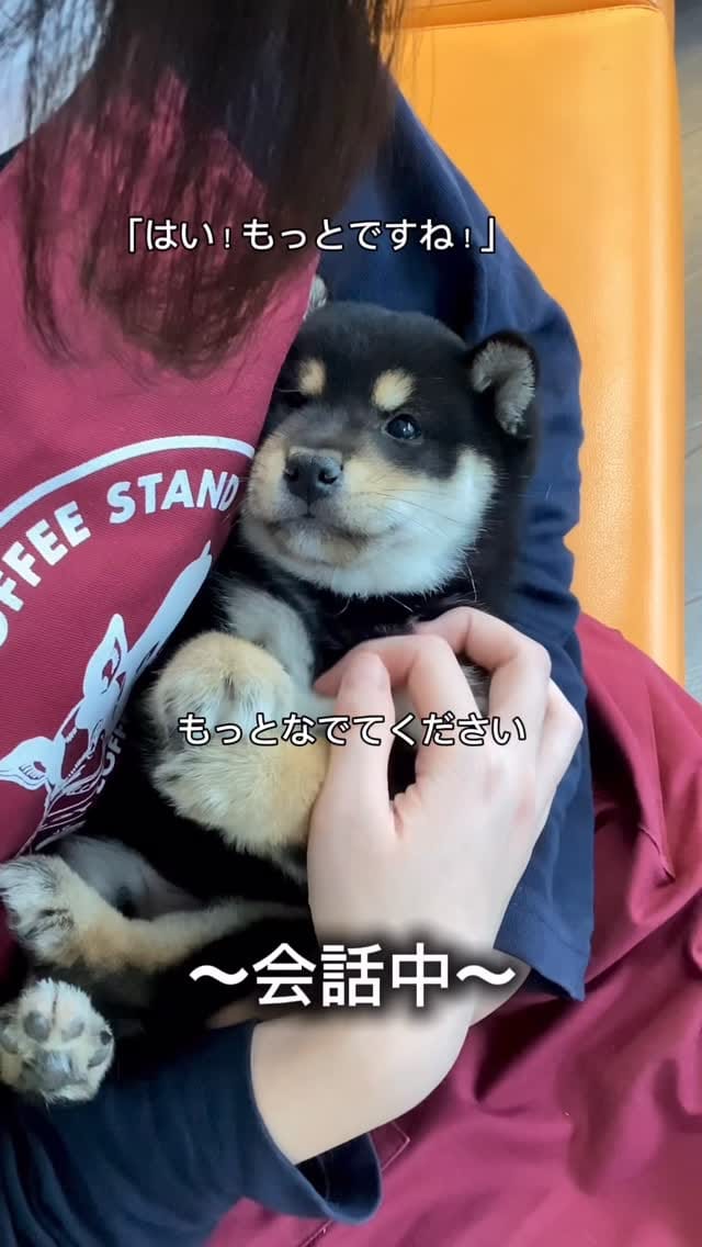 Post 8 by 豆柴専門店Ouaf Ouaf Club（ワフワフクラブ） on Instagram (video)