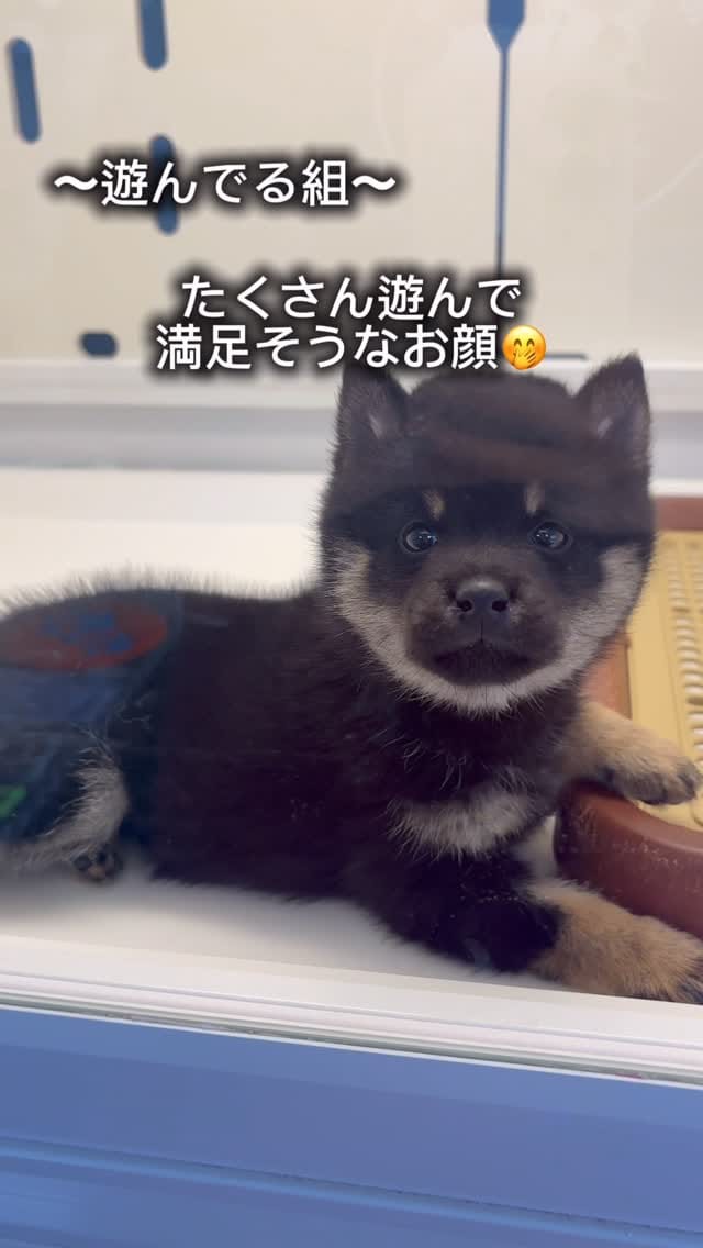 Post 2 by 豆柴専門店Ouaf Ouaf Club（ワフワフクラブ） on Instagram (video)