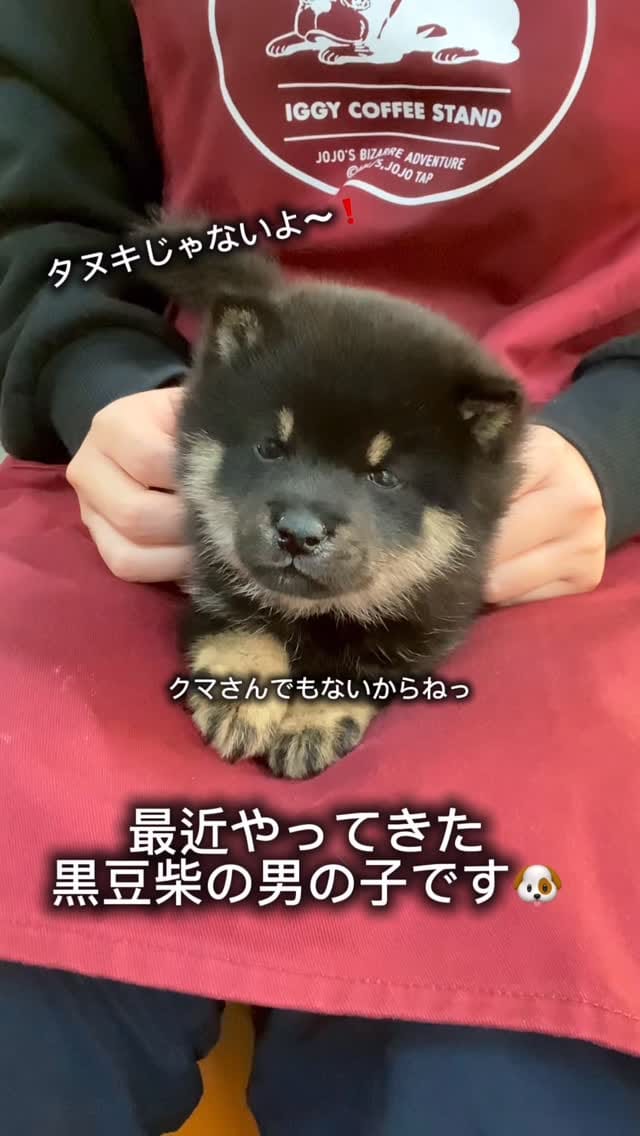 Post 3 by 豆柴専門店Ouaf Ouaf Club（ワフワフクラブ） on Instagram (video)