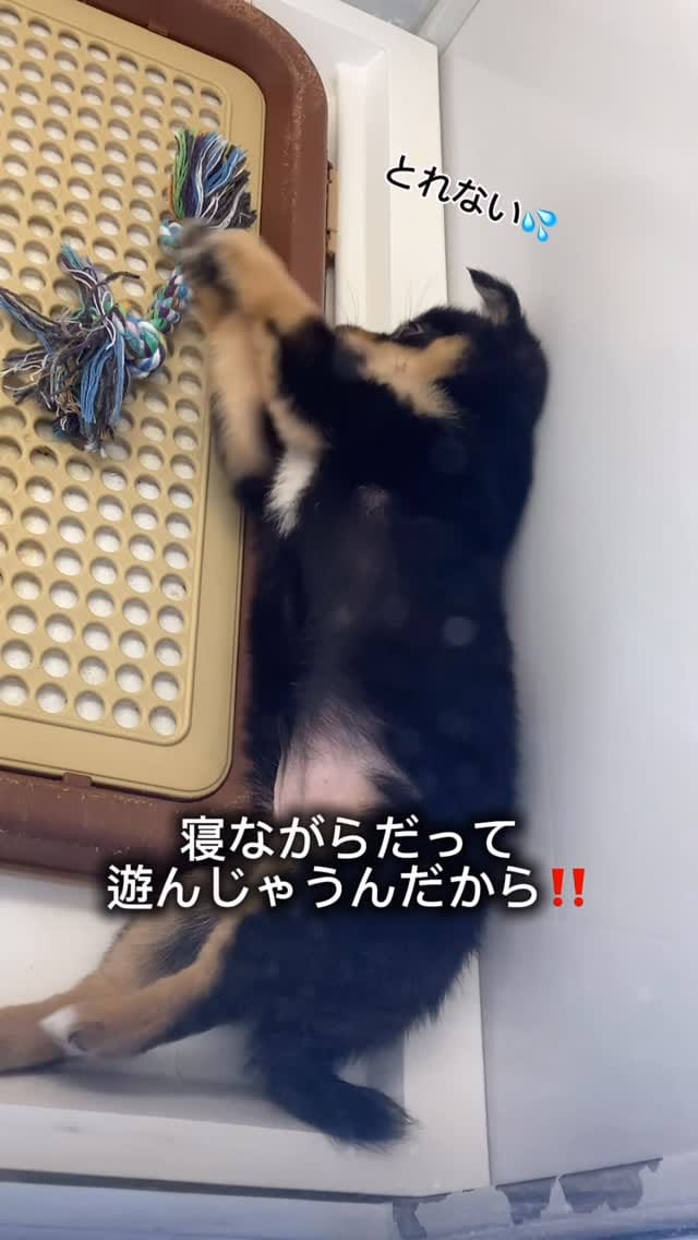 Post 10 by 豆柴専門店Ouaf Ouaf Club（ワフワフクラブ） on Instagram (video)