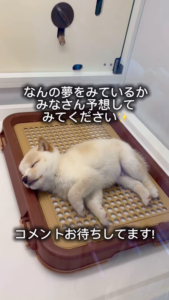 Post 6 by 豆柴専門店Ouaf Ouaf Club（ワフワフクラブ） on Instagram (video)