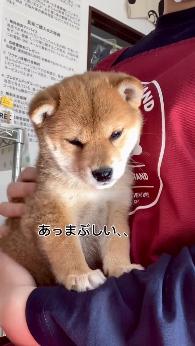 Post 7 by 豆柴専門店Ouaf Ouaf Club（ワフワフクラブ） on Instagram (video)
