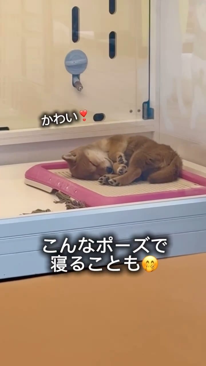 Post 4 by 豆柴専門店Ouaf Ouaf Club（ワフワフクラブ） on Instagram (video)