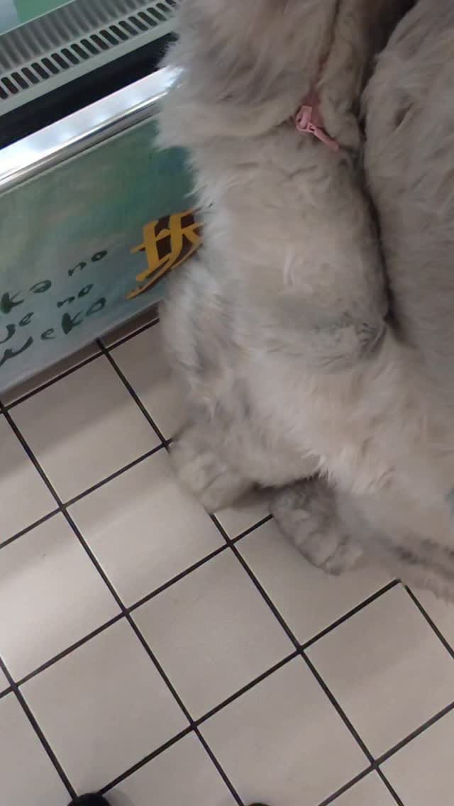 Post 9 by 源田 晃一 on Instagram (video)