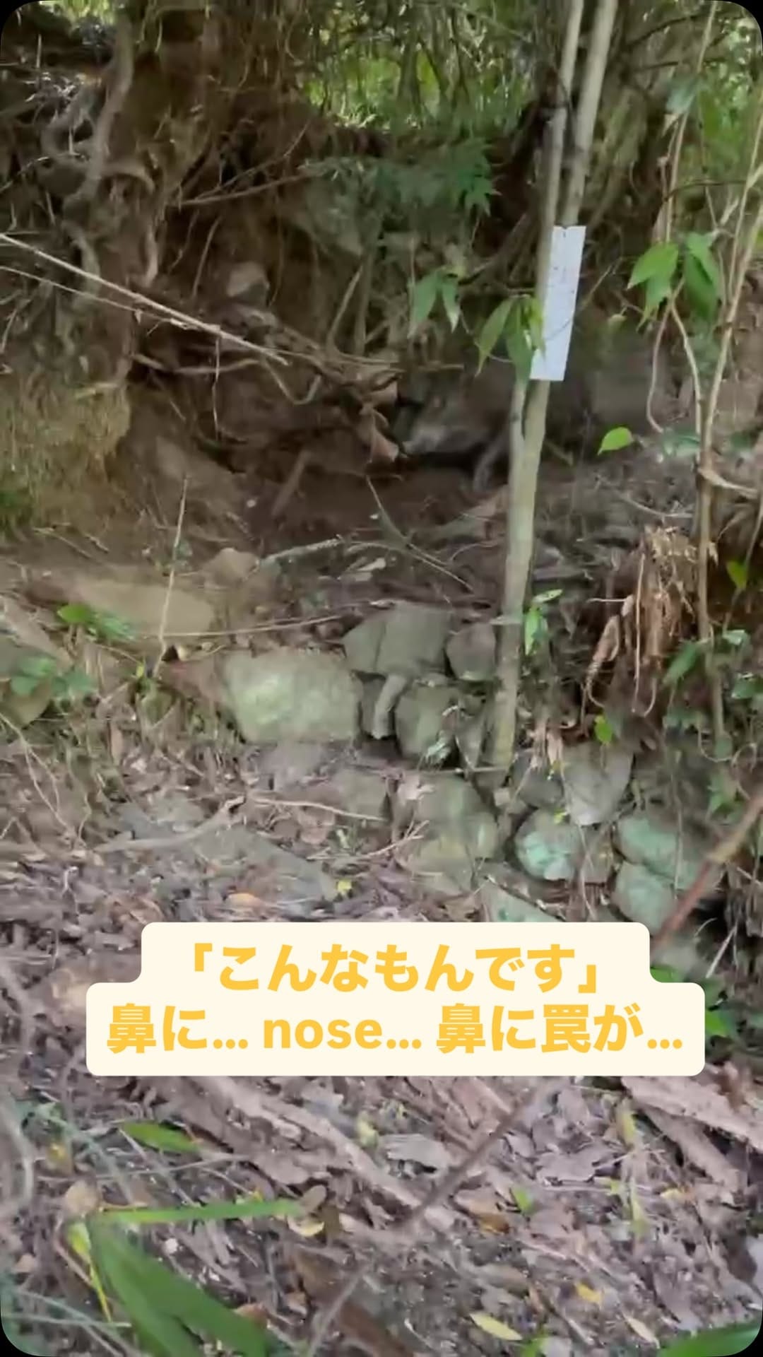 Post 1 by サンヤ農場 on Instagram (video)